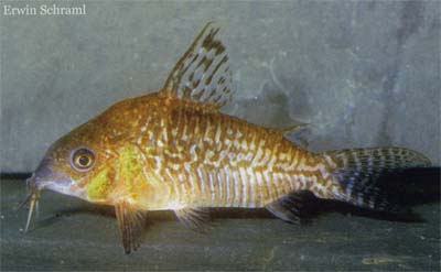 Corydoras sp. C81